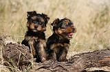 YORKSHIRE TERRIER 514